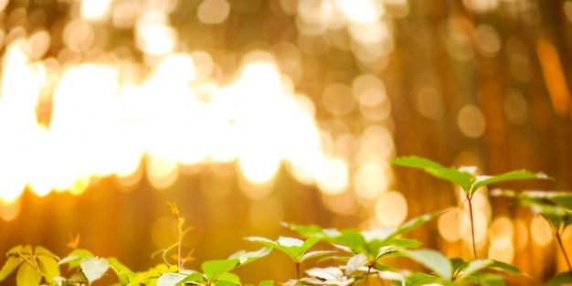 Defocus light forest. Natural blurred background. Silhouettes of trees at sunset.