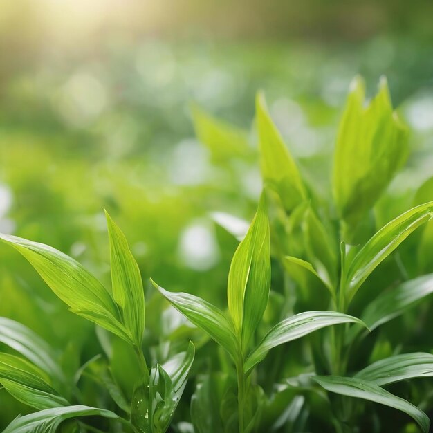 植物の自然さの概念を持つ薄緑の自然な背景の焦点をぼかす