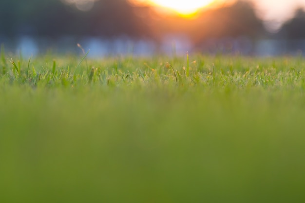 Photo defocus nature abstract bokeh background