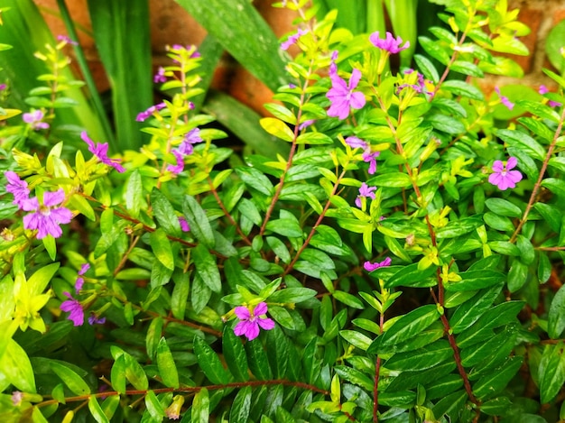 Defocused abstract background of beautiful purple flowers in sunlight