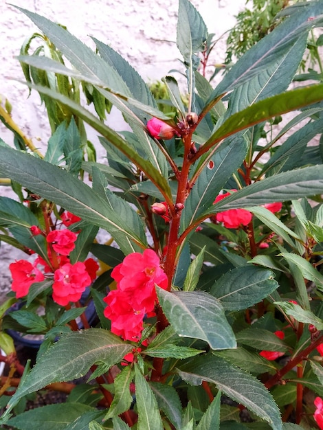 Defocused abstract background of beautiful red flowers in sunlight