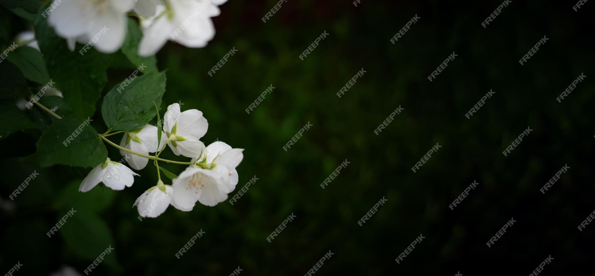 Premium Photo | Defocused abstract background of jasmine aesthetic flower