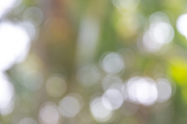 Foto defocused bokeh luce astratta di luce sull'albero