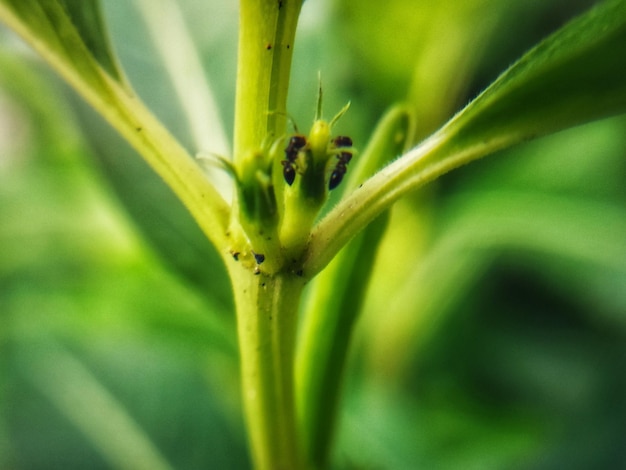 Defocused ants on a tree branch Animal macro photo