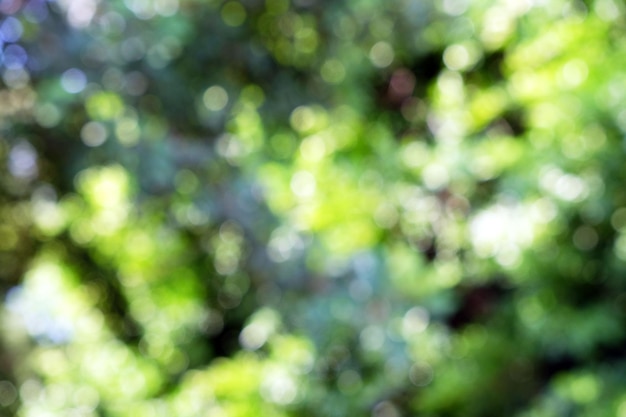 Defocused background of green bush