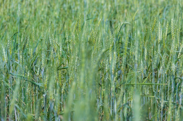 Defocused background of green wheat plantation in the field