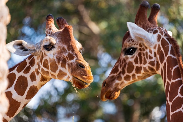 Defocused background of Masai family giraffes eat dry hay. Selective focus of Giraffa camelopardalis reticulata against beautiful blurred nature background. Close up of two giraffe chewing greenery