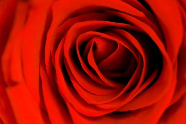 Photo defocused blurred beautiful close up red rose macro