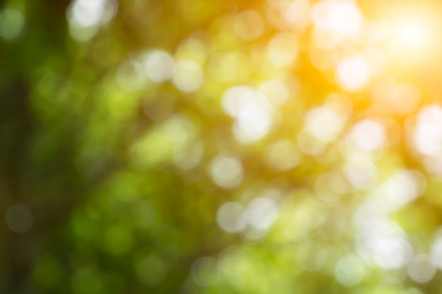 defocused bokeh background of garden with blossoming trees in sunny day backdrop