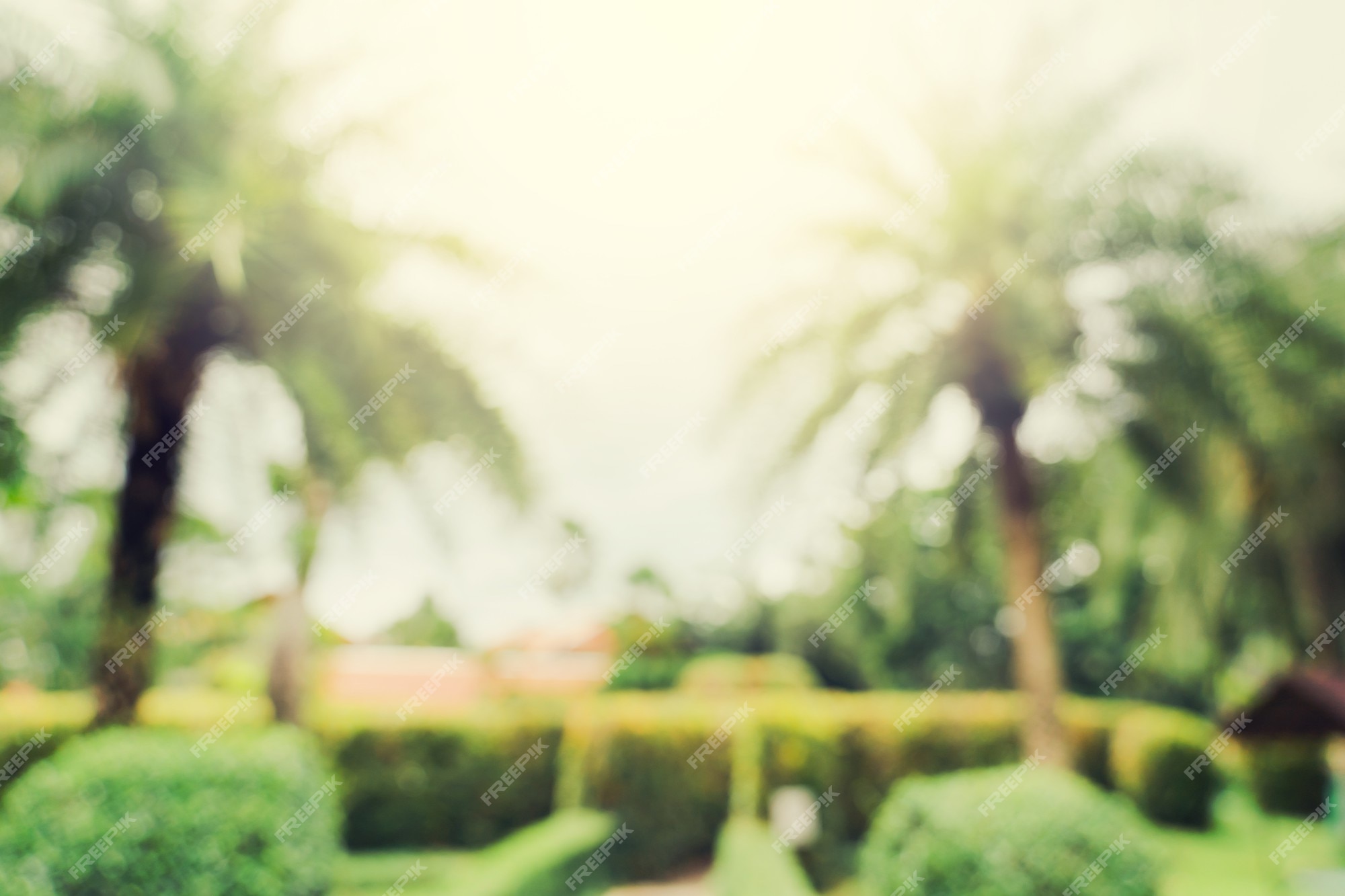 Premium Photo | Defocused bokeh and blur background of garden trees in  sunlight with vintage toned.