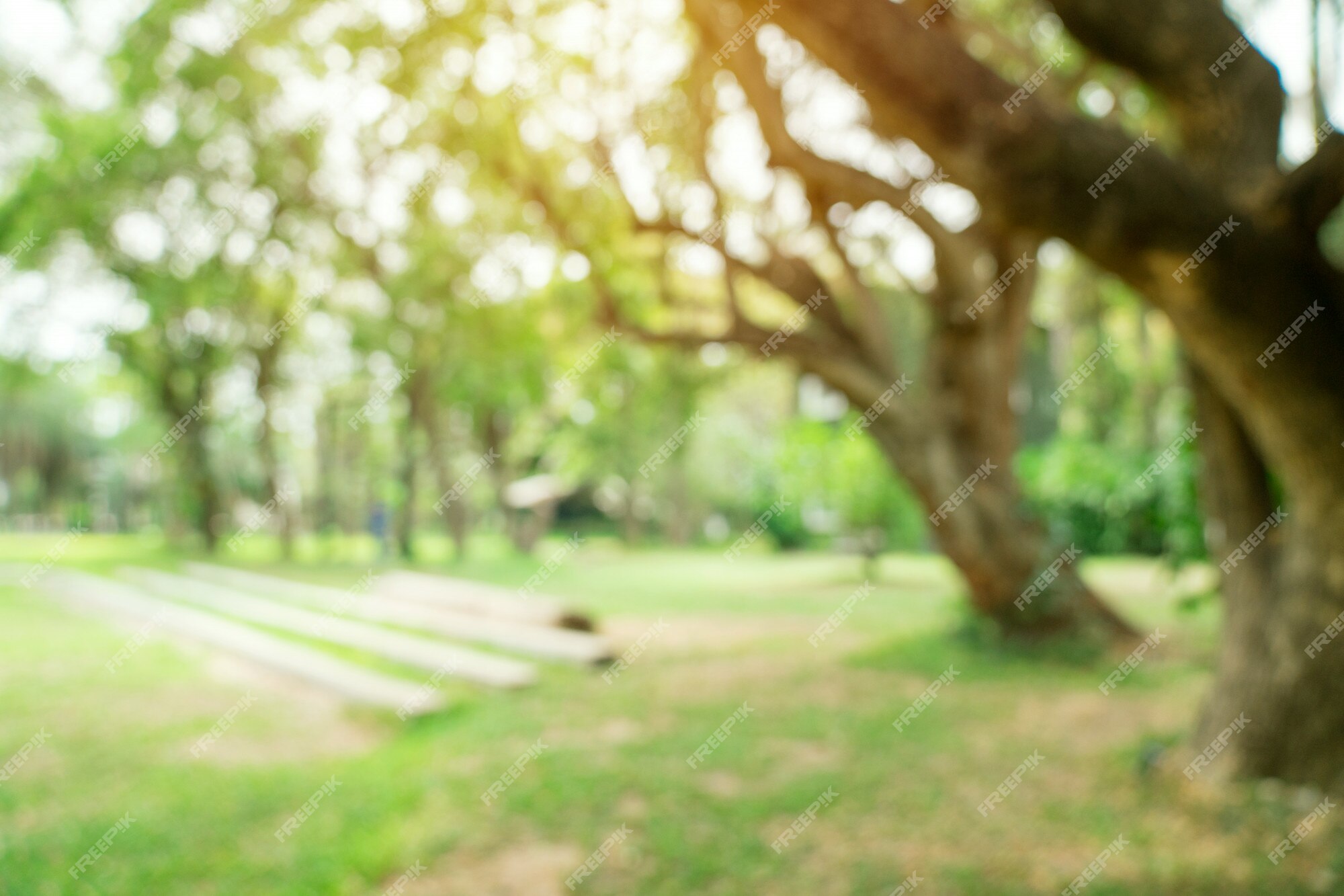 Premium Photo | Defocused bokeh and blur background of garden trees in  sunlight.