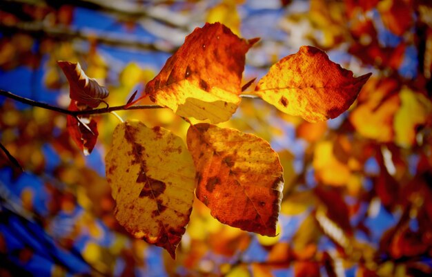 Defocused of colorful autumn leaves for natural background