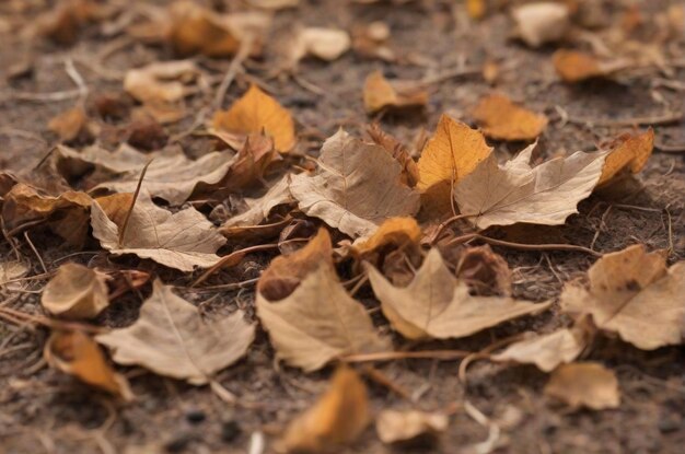 Defocused dry autumn leaves in nature