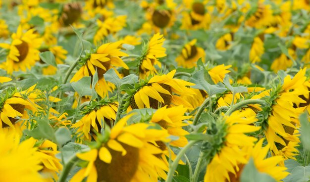 Defocused field of bright sunflowers close up beauty of nature summer concept selective focus