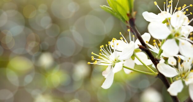 緑の葉に桜と焦点がぼけた花の背景。