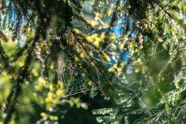 Defocused groene achtergrond met zonneschijn en bladeren