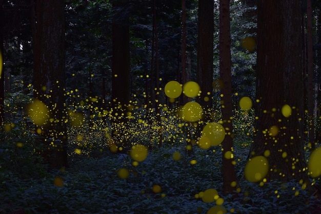 Photo defocused illuminated yellow lights in forest at night