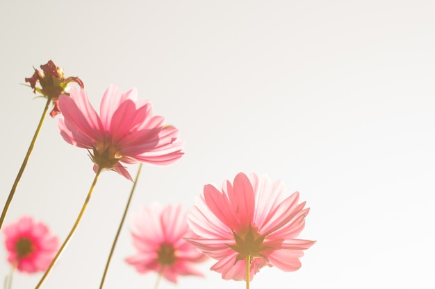 Defocused 이미지 또는 빈티지 배경에 코스모스 꽃의 흐리게. 필터링 된 이미지.