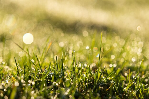 Defocused image of grass on field at night