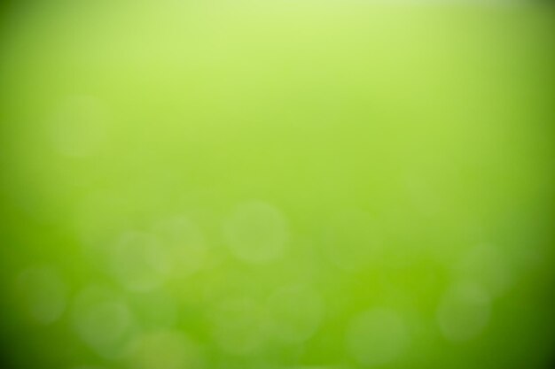 Defocused image of green leaf