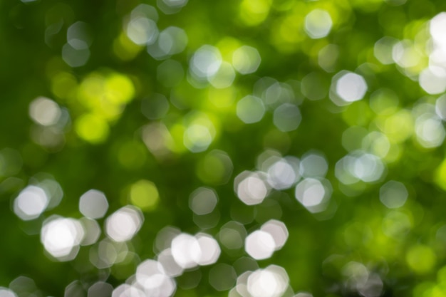 Photo defocused image of green leaf