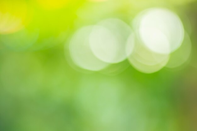 Photo defocused image of green leaf