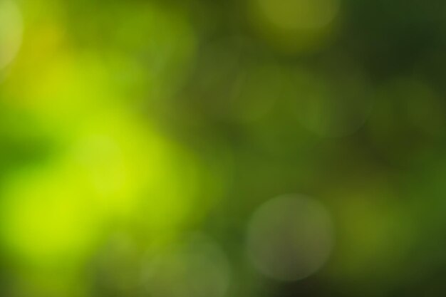 Defocused image of green plant