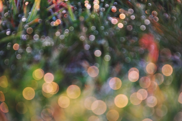 写真 クリスマスツリーの焦点が散らばった画像