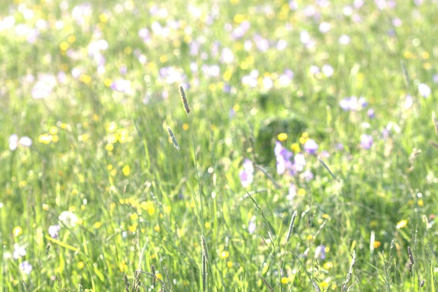 写真 草原の花の焦点が散らばった画像