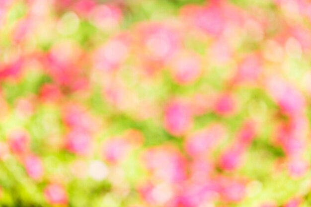 Defocused image of pink flowering plants