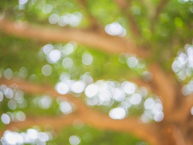 Photo defocused image of plants