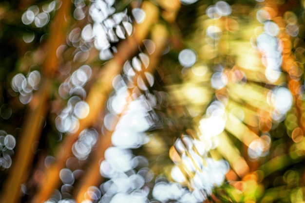 Photo defocused image of tree