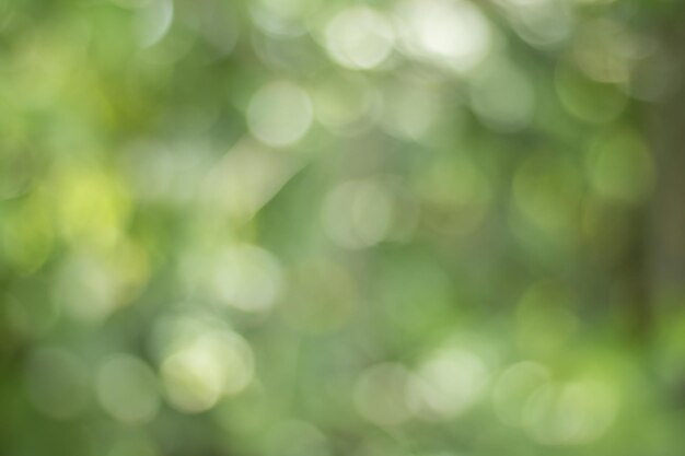 Defocused image of tree