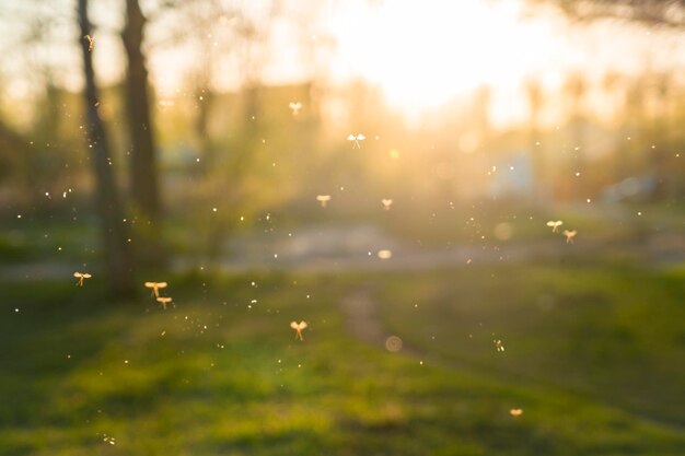 Defocused image of trees against sky