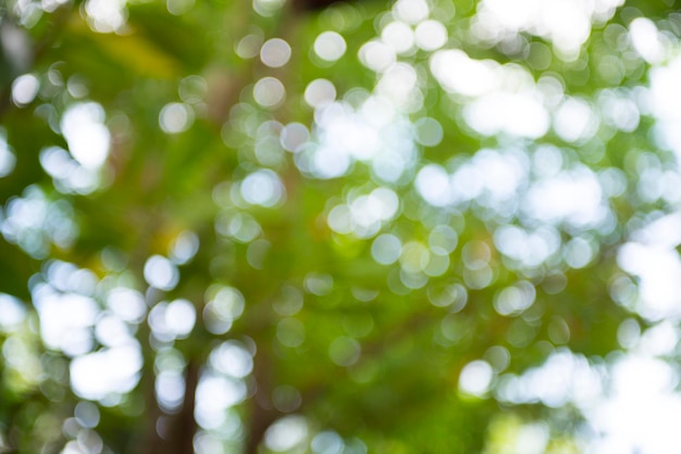 Photo defocused image of trees during sunny day