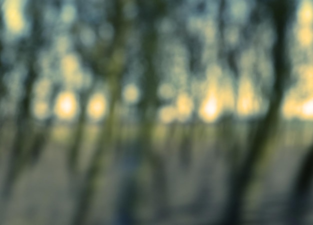 Photo defocused image of trees in forest