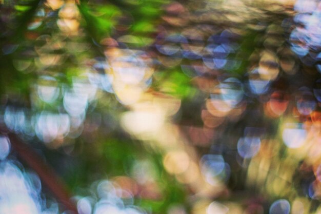 defocused image of trees