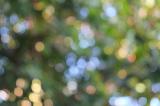 Photo defocused image of trees