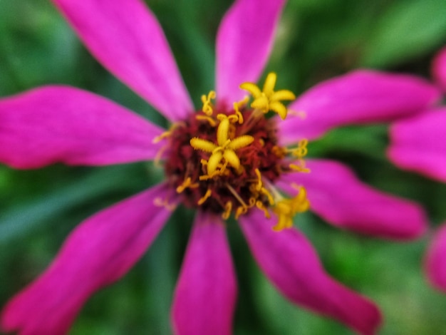 光の紫色の花の花のマクロ写真のデフォーカス