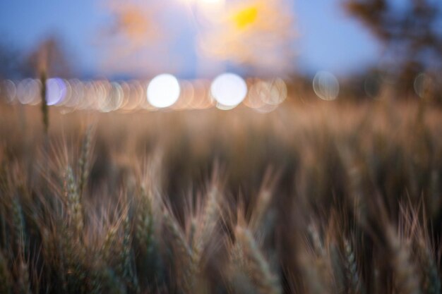 Photo defocused lights above wheat field at dusk