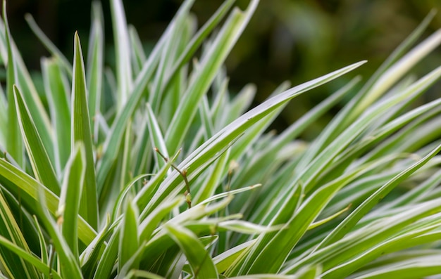 Расфокусированные листья Lili paris Chlorophytum comosum, которые часто называют растением-пауком