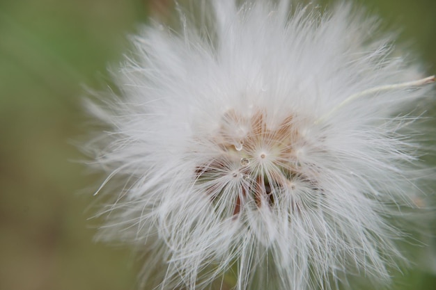 写真 自然をテーマにした背景に露のある白いタンポポの花の多重マクロ撮影の美しさ