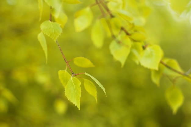 Defocused natuurlijke herfst bosachtergrond in zonnige dag