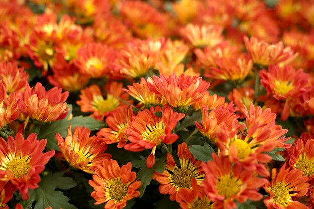 Defocused orange flower field