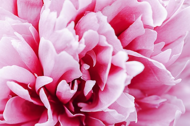 Foto pastello sfocato, petali di dalia rosa pacifico macro, sfondo astratto floreale. primo piano del fiore dalia per lo sfondo, messa a fuoco morbida.