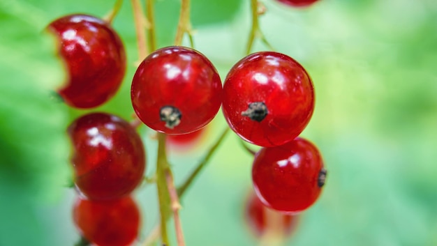 Defocused red currant on green natural background Stock Photo