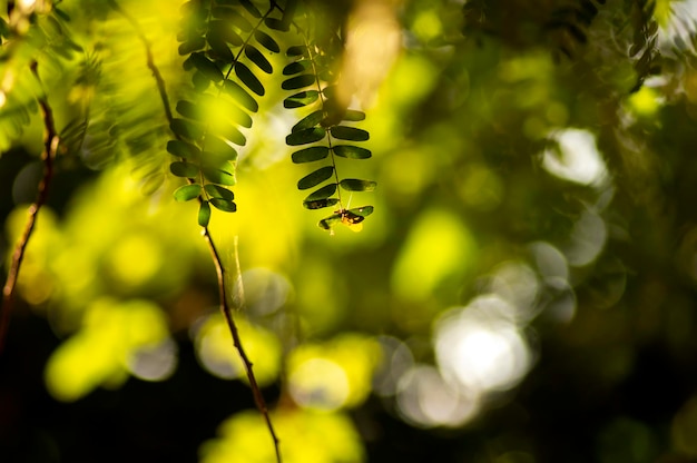 背景のボケ味を持つ川のタマリンド Leucaena leucocephala の緑の葉の焦点をぼかした