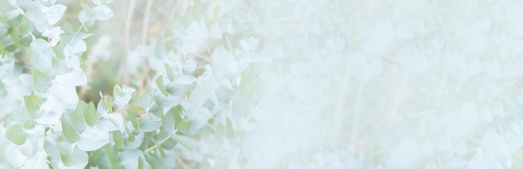 Photo 焦点がぼけたトーンの抽象的な花の背景ユーカリの葉は、テキストのモックアップのための背景の空きスペースにぼやけています