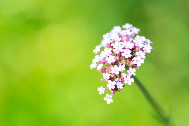 Defocused white flowers for background.