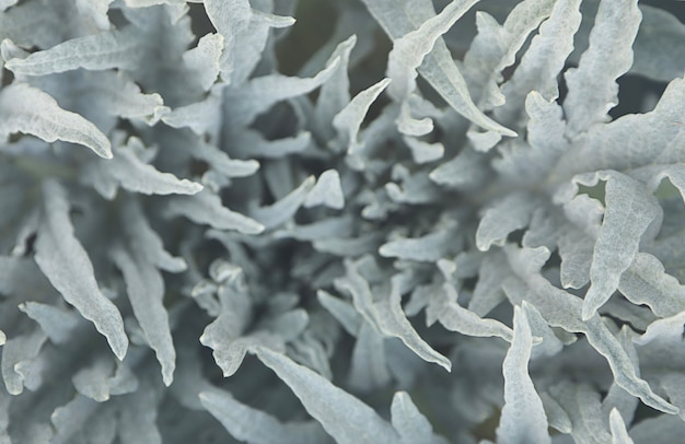 Defocussed abstract natural organic background Soft focus Fresh artichoke leaves